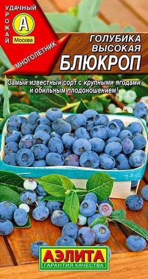 ГОЛУБИКА ВЫСОКАЯ БЛЮКРОП. Семена. Вес 0,01 гр. Сорт отличается обильным плодоношением и крупными ягодами. #1