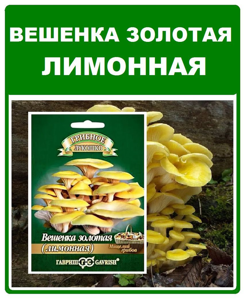 Грибы Вешенка золотая (лимонная) мицелий грибов на палочке 12шт. Гавриш  #1