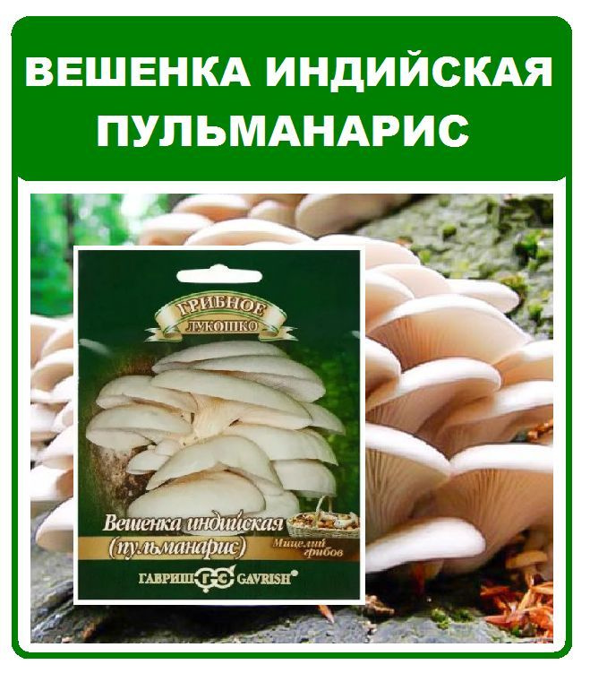 Грибы Вешенка индийская Пульманарис мицелий грибов на палочке 12шт. Гавриш  #1