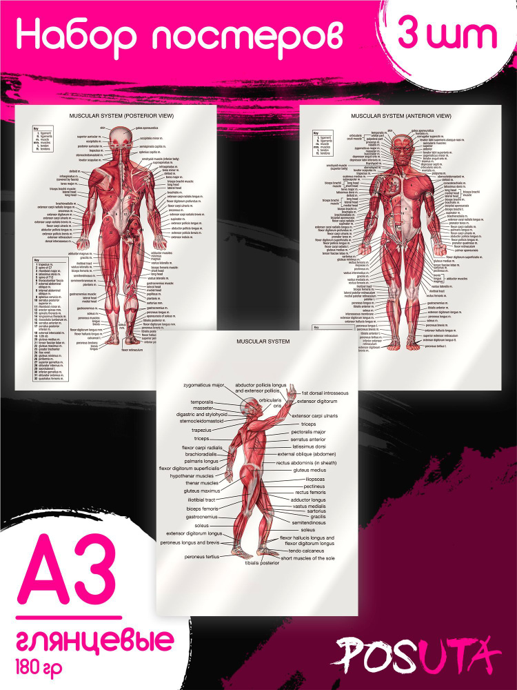 Постеры для интерьера анатомия человека, мышцы Плакат для интерьера  #1