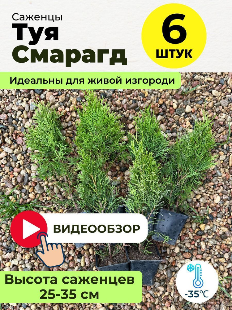 Саженец туи смарагд 20-30 см., 6 шт. #1