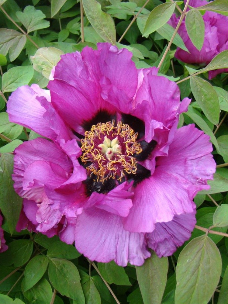 Семена Пион древовидный малиновый (Paeonia suffruticosa), 5 штук #1