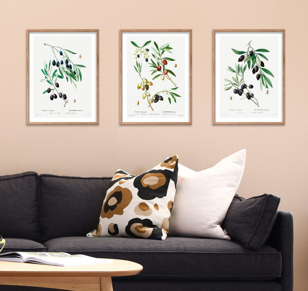 Bloomsson Постер "Набор ботаническая ретро-иллюстрация 3шт. Olives / Оливки", 40 см х 30 см  #1