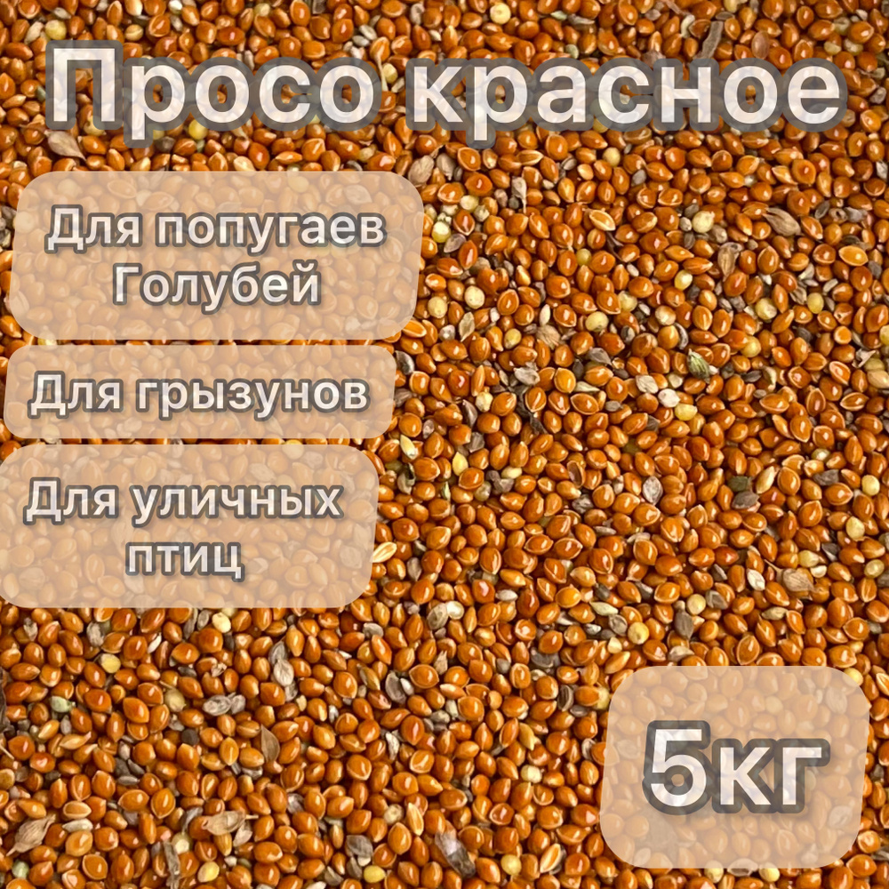 Просо, корм для попугаев волнистых, средних, мелких / для птиц голубей, лесных и уличных, 5кг  #1