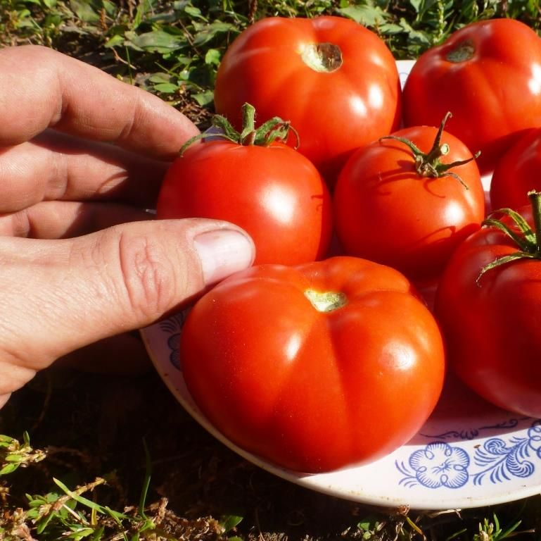 Дом помидоров помидом. Томат лабрадор. Томат ямал картинка. Томат деревенский. Томат ямал картинка.