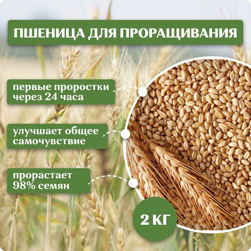 Пшеница 2 кг, семена для выращивания и проращивания #1