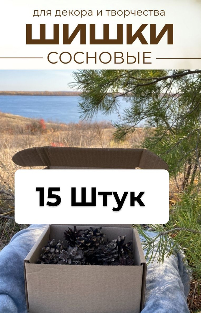 Шишки сосновые настоящие для поделок и творчества. 15 штук.  #1