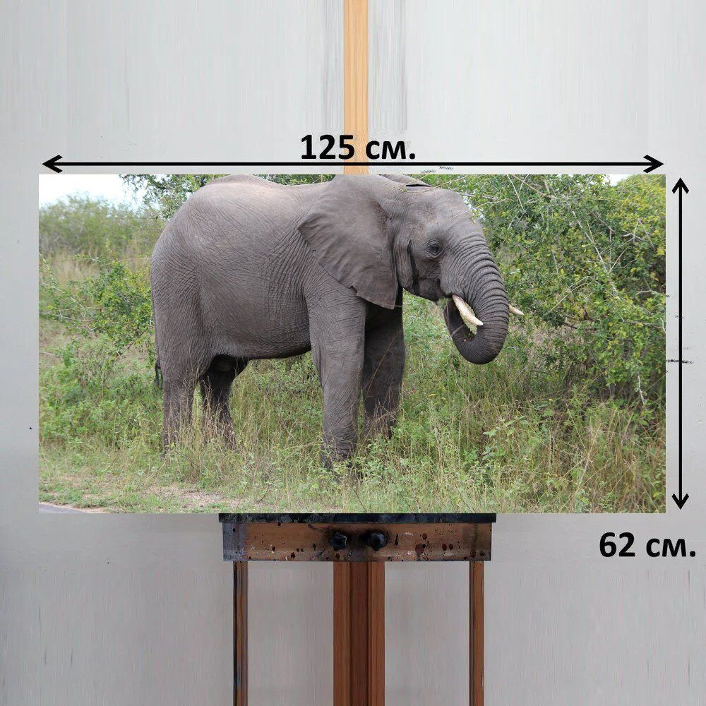 LotsPrints Картина "Слон, выпас, национальный парк крюгера 88", 125 х 62 см  #1