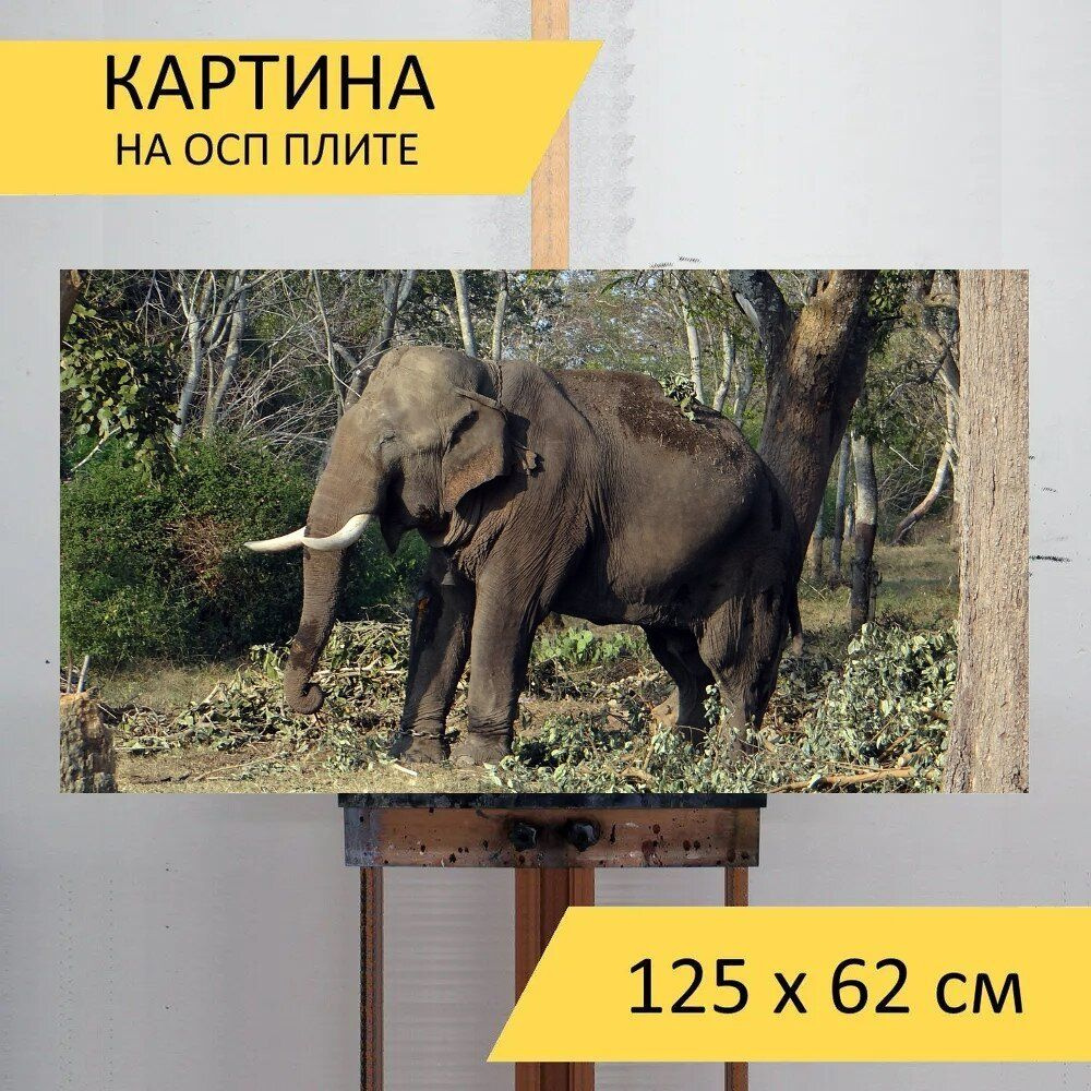 LotsPrints Картина "Слон, индия, бивень 60", 125  х 62 см #1