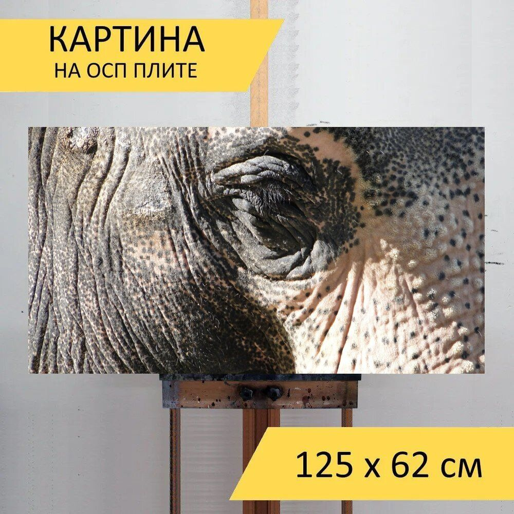 LotsPrints Картина "Слон, глаз, слоновий глаз 33", 125  х 62 см #1
