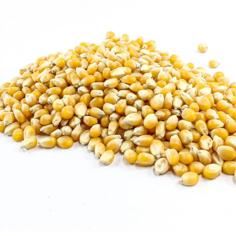 Крупное зерно кукурузы для попкорна. 2 кг.