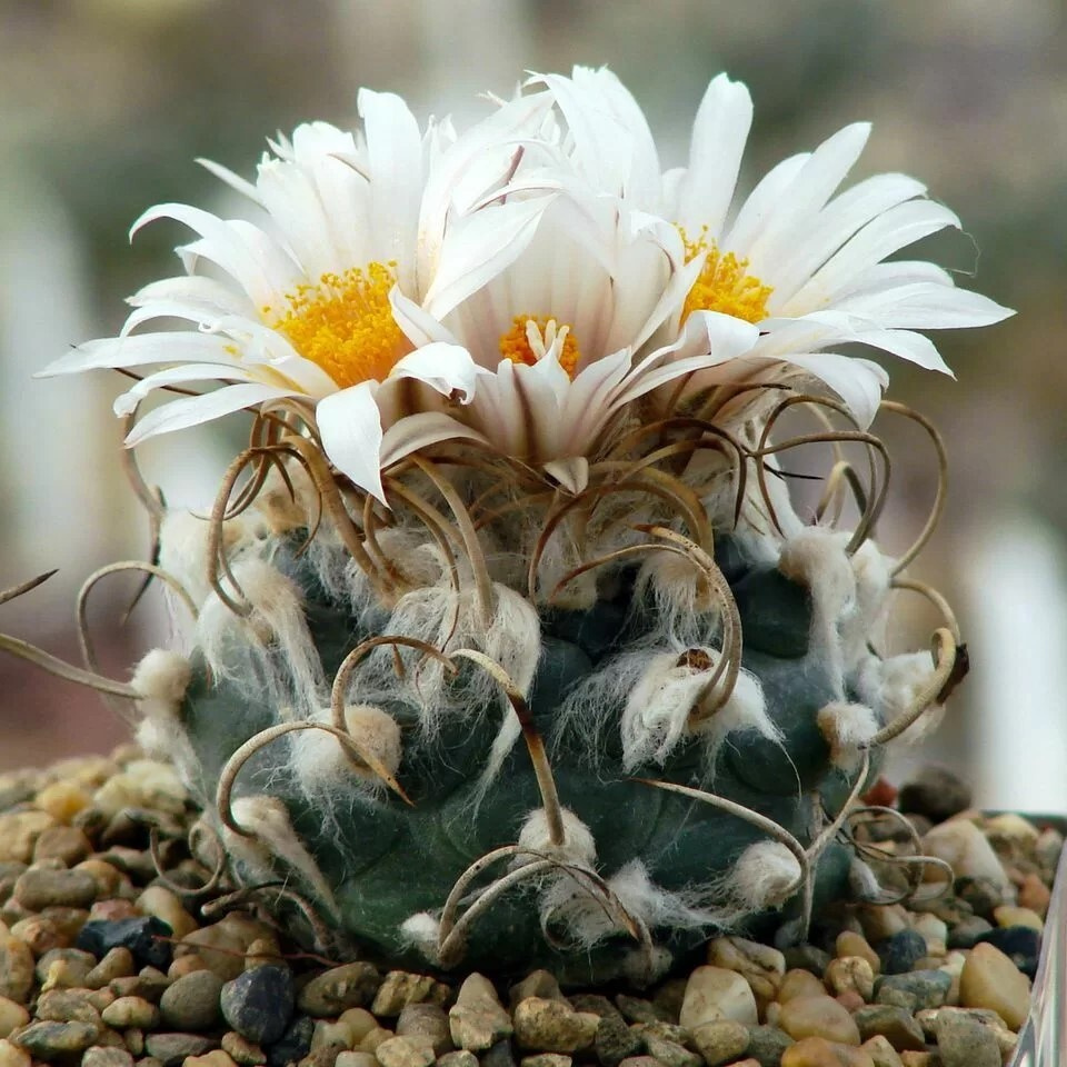 Суккулент Кактус Turbinicarpus macrochele v. kupackii TCG-3002 семена (10 ШТ) #1