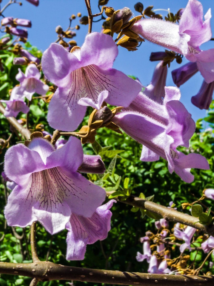 Семена Павловния войлочная (Paulownia tomentosa), 200 штук #1