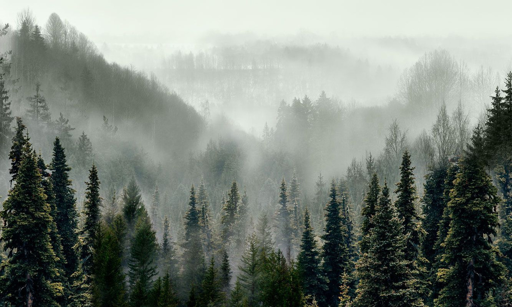 Фотообои флизелиновые на стену 3д GrandPik 10241 "Горный лес в тумане" , 500х300 см(Ширина х Высота) #1