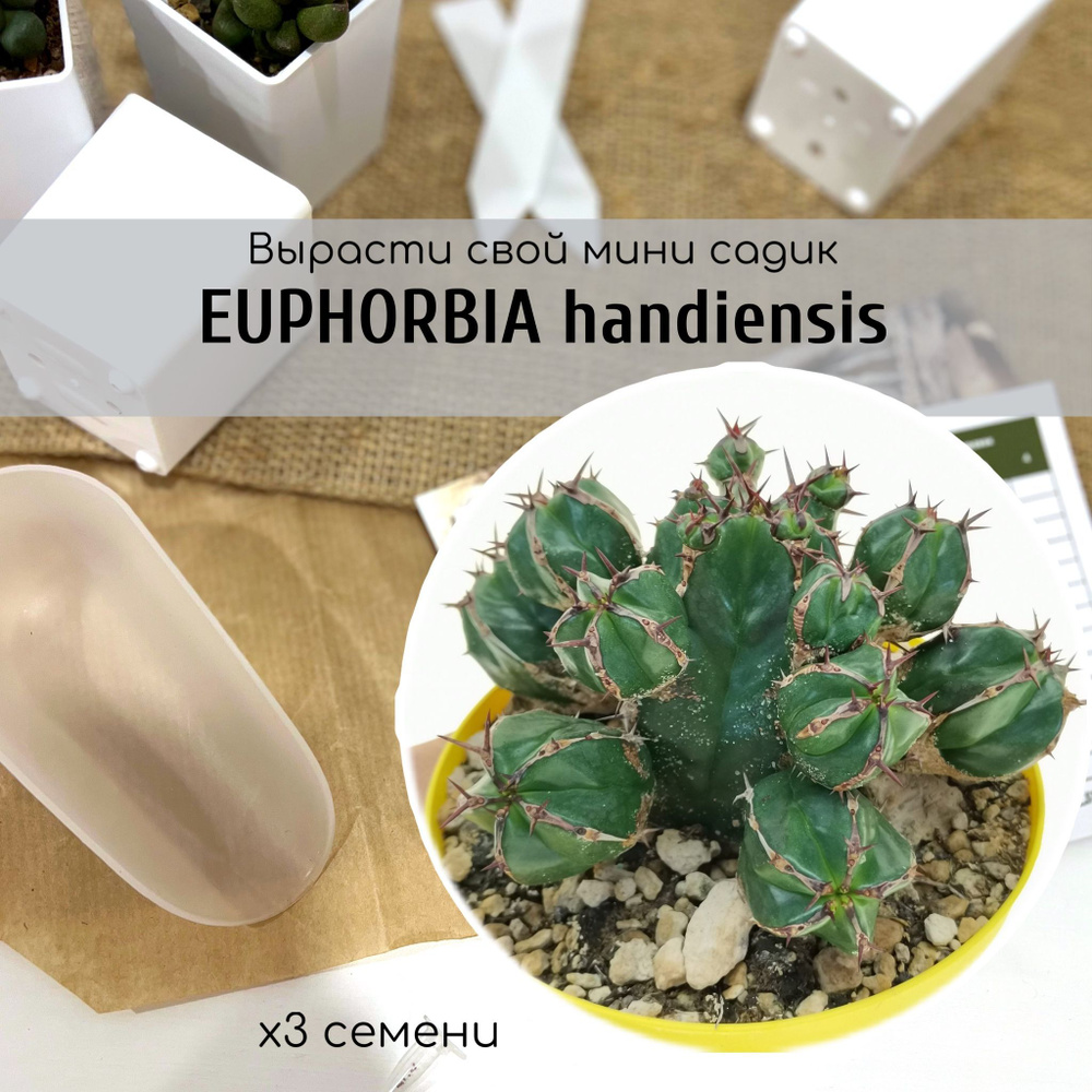 Семена Euphorbia HANDIENSIS - кактусоподобный суккулент Эуфорбия Хандия, молочай от Бюро семян  #1