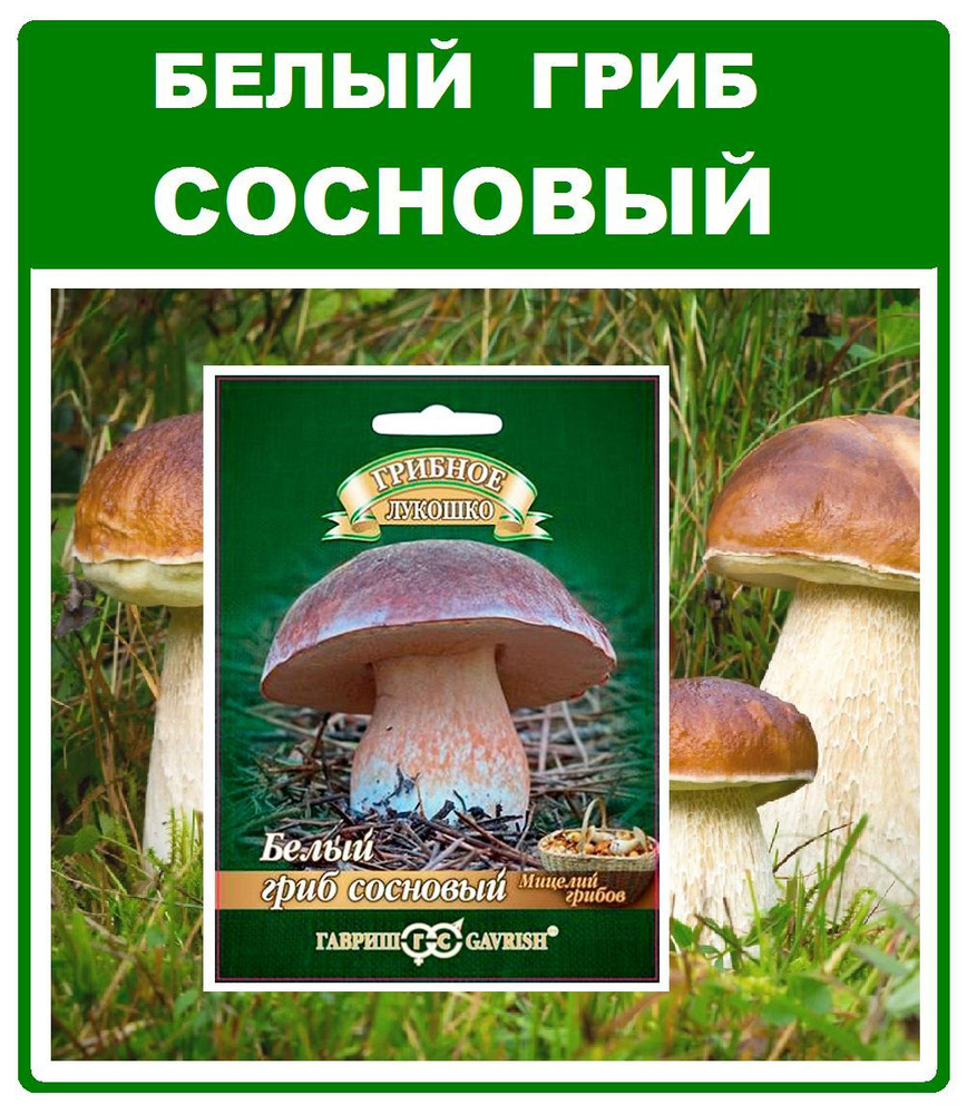 Грибы Белый гриб Сосновый мицелий в субстрате 15мл. Гавриш  #1