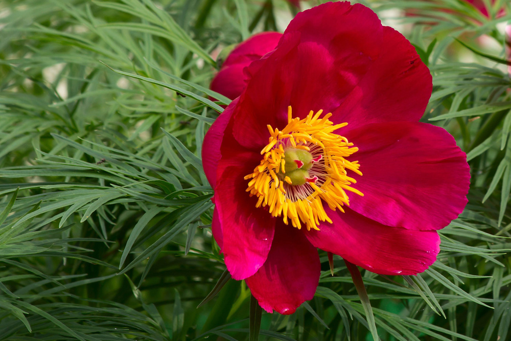 Пион кавахский (лат. Paeonia tenuifolia) СЕМЕНА 5шт + подарочек #1