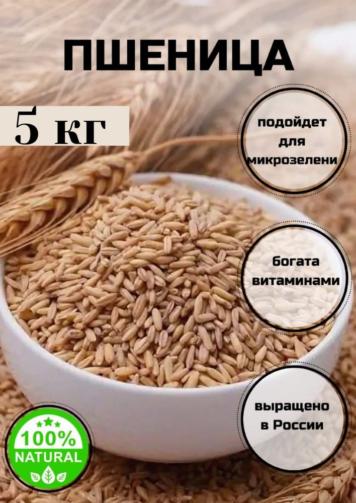 Пшеница для проращивания и приготовления витграсса С Алтайских полей, 5 кг  #1