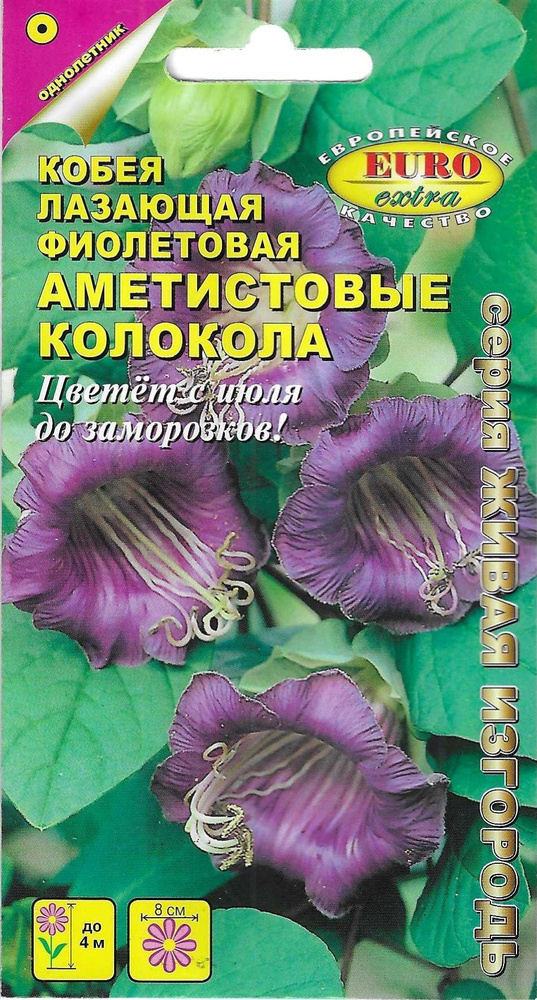 Кобея лазающая фиолетовая Аметистовые колокола, семена цветов  #1