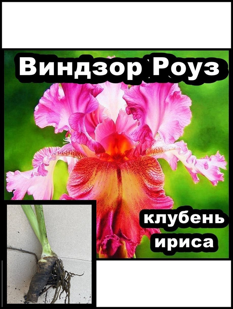 Ирис Виндзор Роуз #1