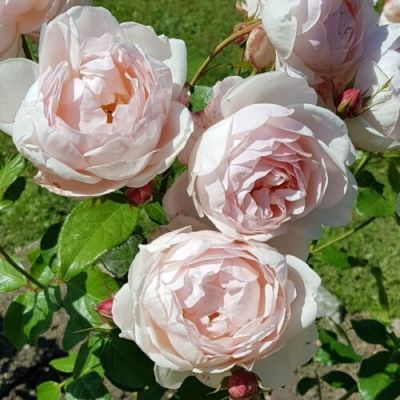 Роза кустовая Мадам Фигаро саженец #1