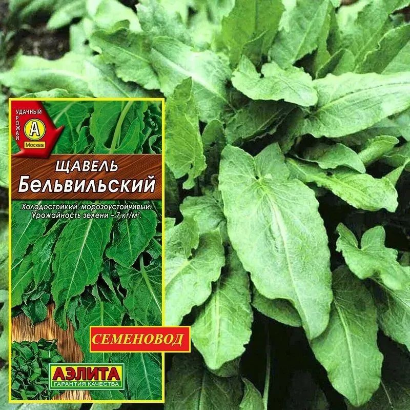 Щавель БЕЛЬВИЛЬСКИЙ - Урожайность за сезон до 7 кг/м2.! / Семена 0,5 гр - Агрофирма АЭЛИТА  #1