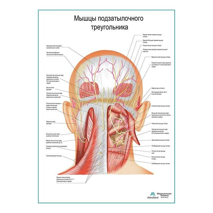 Мышцы подзатылочного треугольника (анатомия человека) плакат матовый холст от 200 г/кв.м, размер A1+ #1