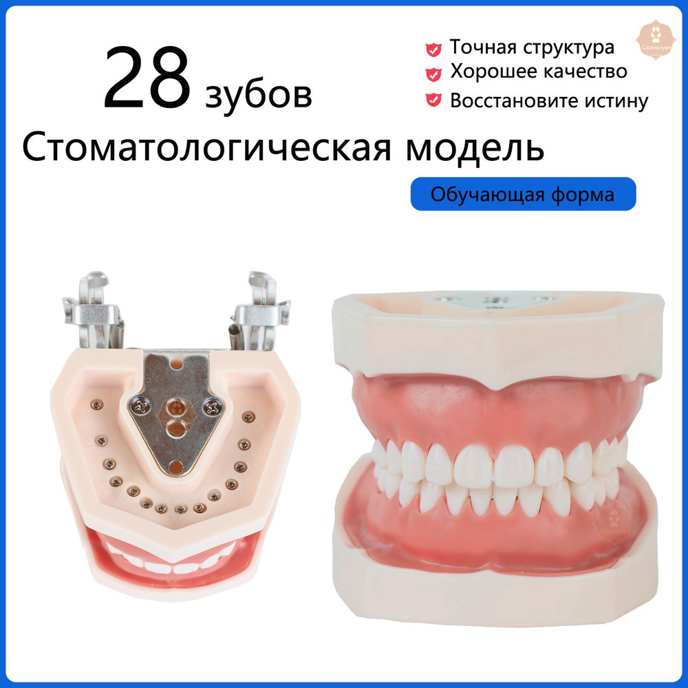 Стоматологическая модель челюсти премиум-класса со съемными зубами ...