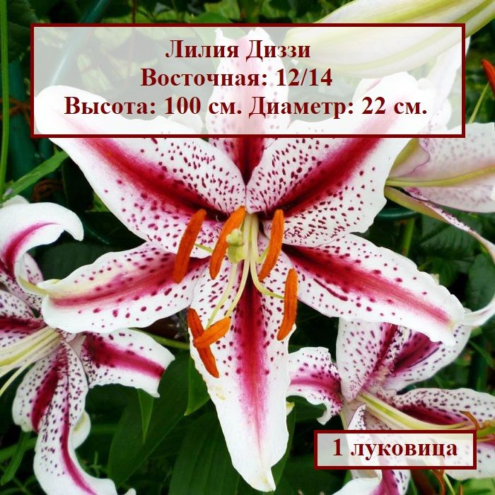 Лилия восточная Диззи (1 луковица) #1