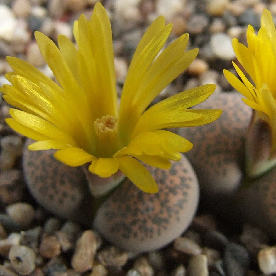 Суккулент Литопс Lithops Terricolor C 254 семена (10 ШТ) #1