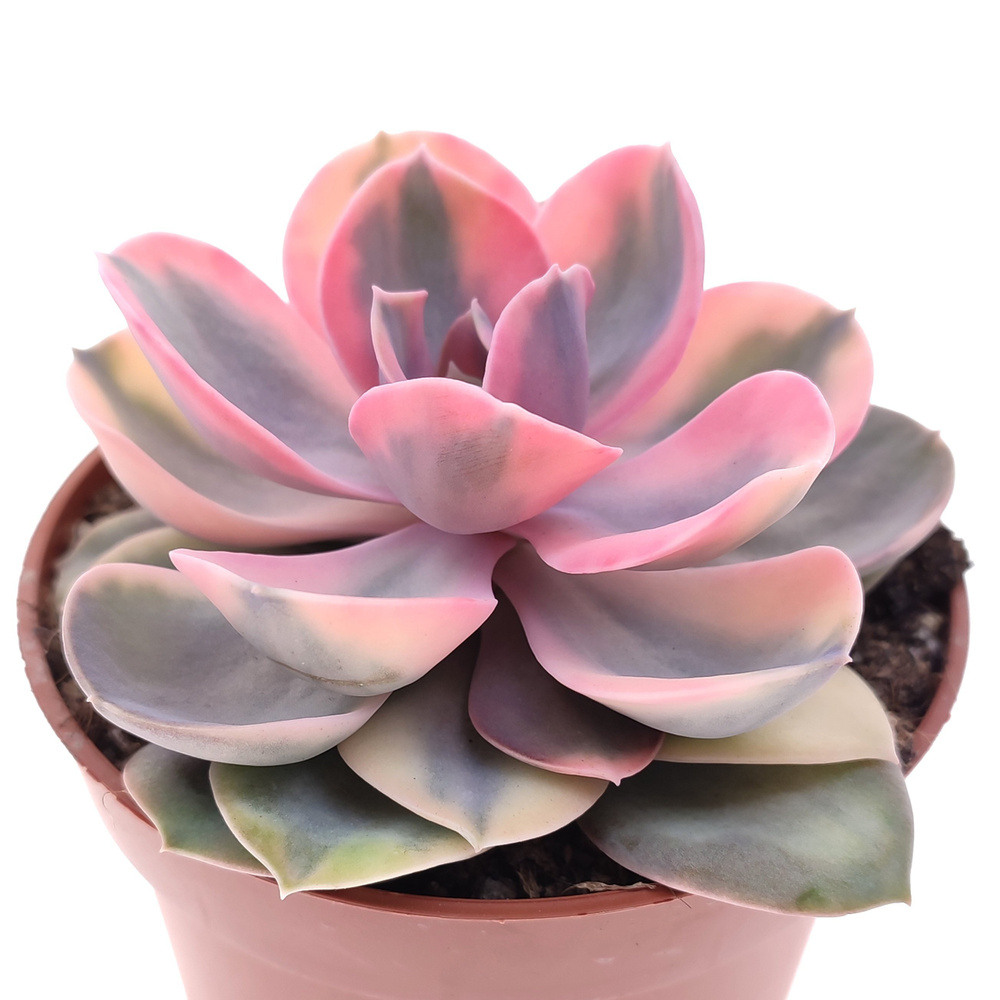 Эхеверия Рейнбоу (Echeveria Rainbow) D10см #1