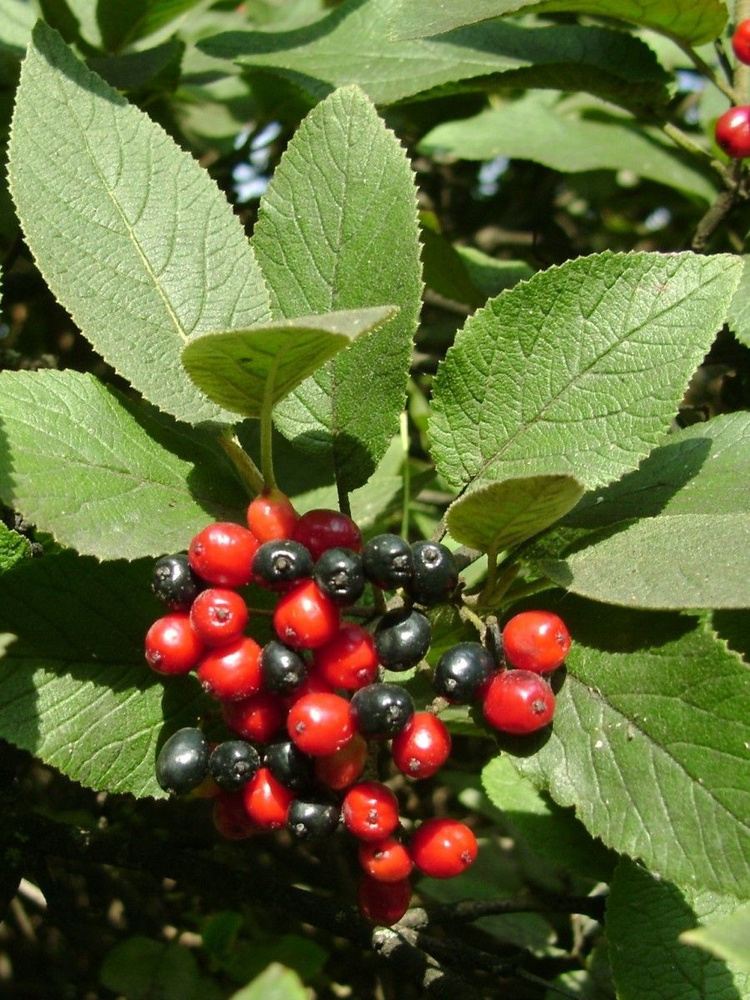 Семена Калина гордовина (Viburnum lantana), 30 штук #1