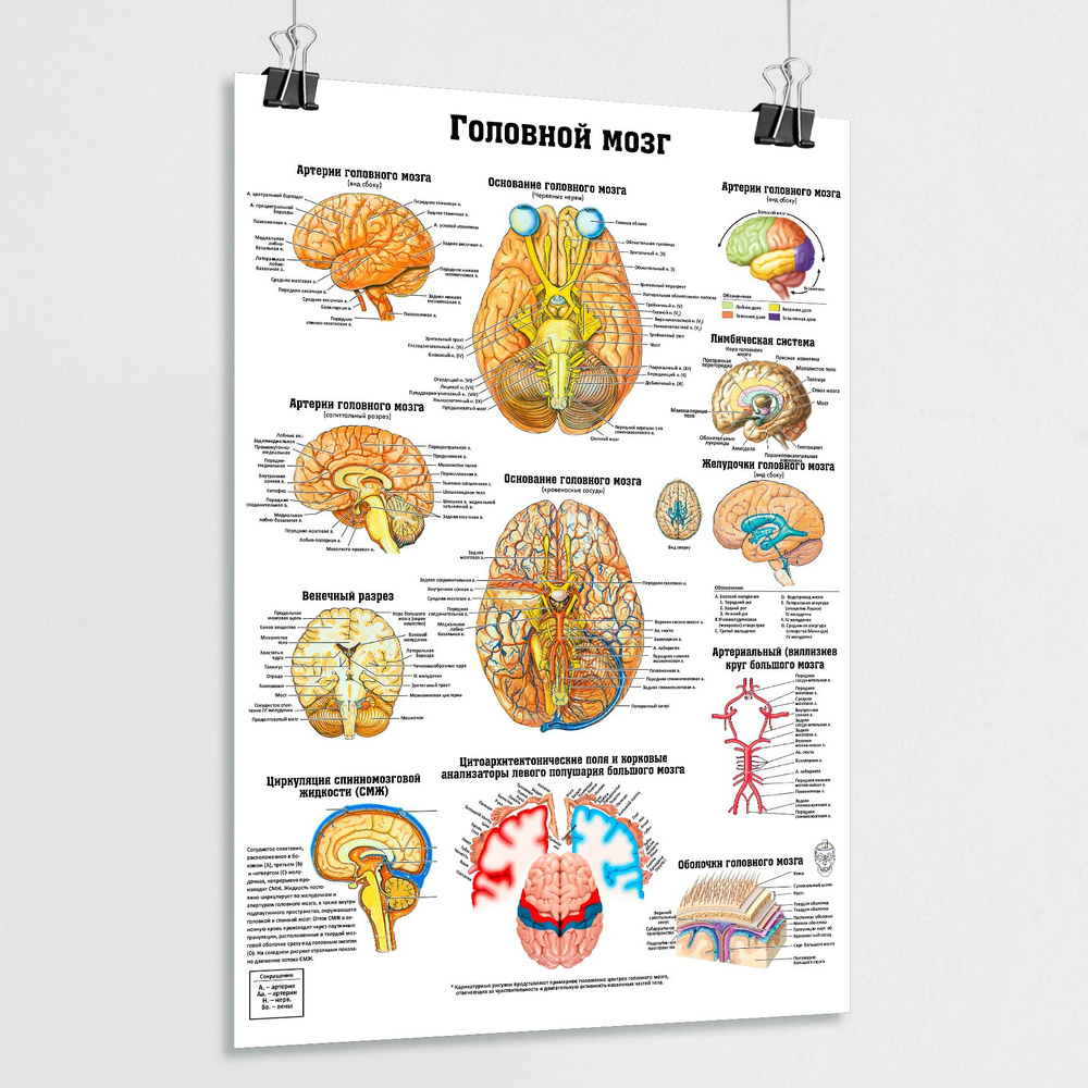 Информационный обучающий плакат "Головной мозг" / А-2 (42x60 см.)  #1