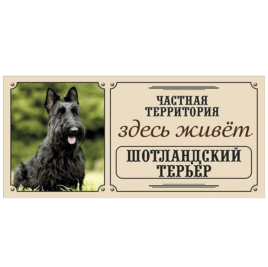 Табличка, Злая собака, Здесь живет Шотландский терьер, на металлической основе, 30см х 14 см, на забор, #1