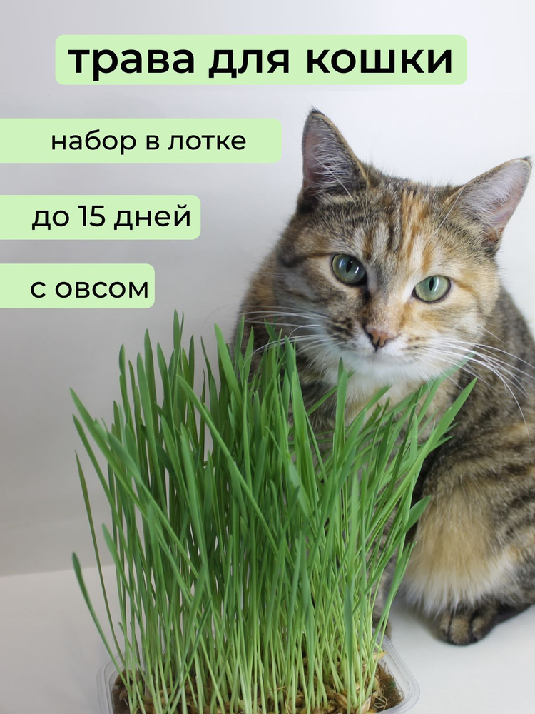 Трава для кошки в лотке /трава для кошки #1