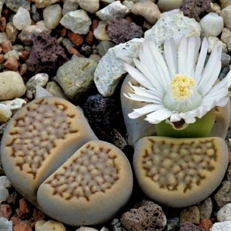 Суккулент Lithops hallii mix, семена (10 шт) #1