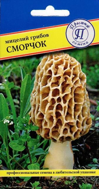 Сморчок (мицелий грибов). Его называют королем грибов #1