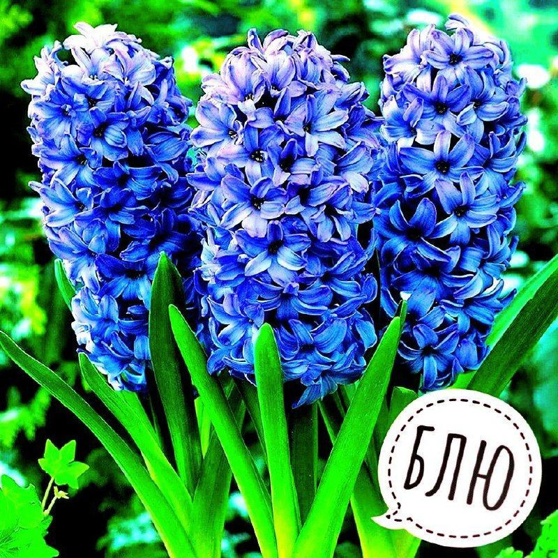 Луковицы многолетних цветов Гиацинт "BLUE jacket" 3шт в упаковке "Высший сорт"  #1