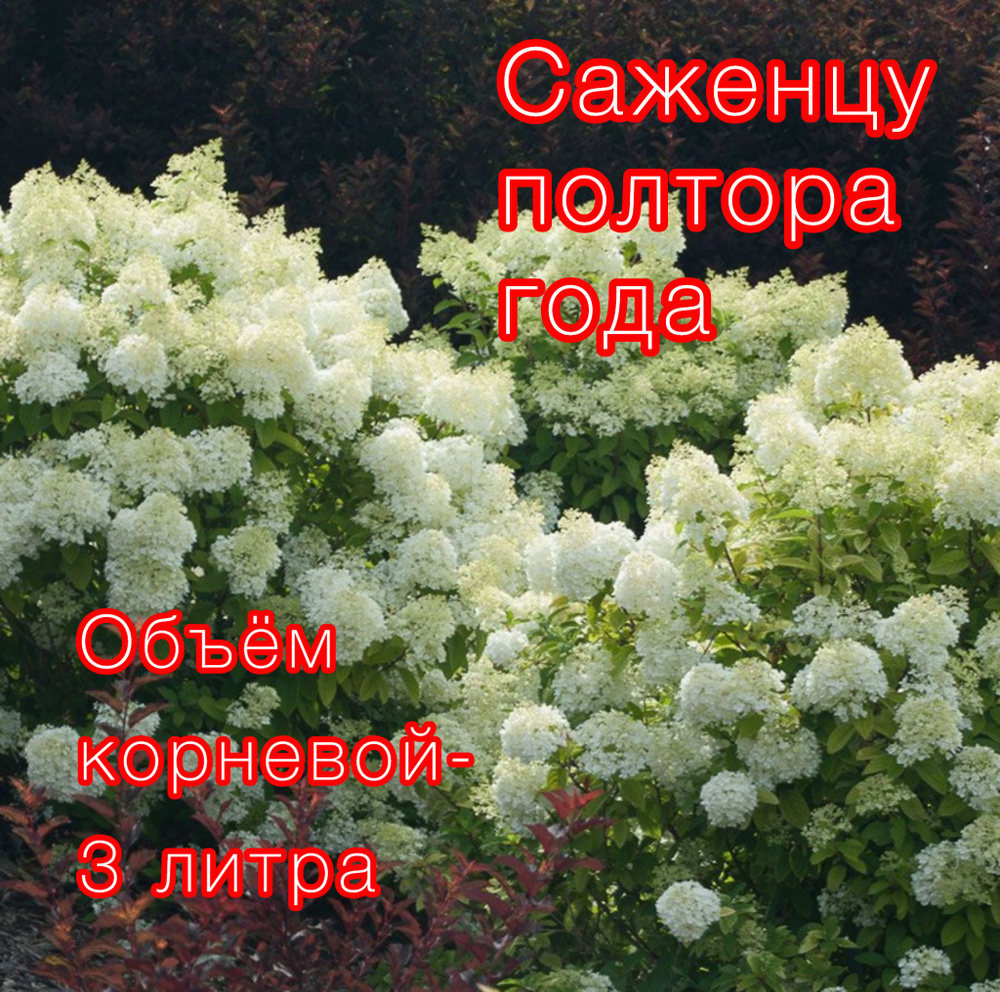 Гортензия метельчатая Бобо (BoBo) 1 год,3 литра - купить с доставкой по ...