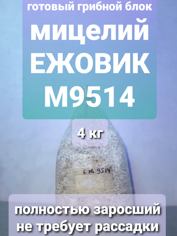 Готовый грибной блок Мицелий зерновой гриб Ежовик Гребенчатый, вес 4 кг  #1