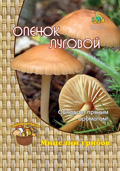 Гриб Опенок луговой (1 уп -12 шт). Мицелий грибов. Агрохолдинг "Поиск"  #1