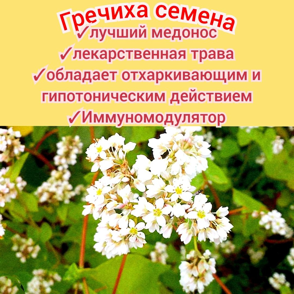 Гречиха медоносная 50гр, семена отборные с пасеки, для сада/ огорода, сидерат медонос premium  #1