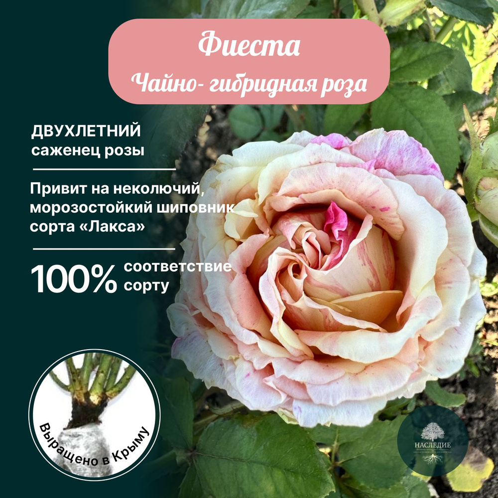 Саженцы Роза Чайно-гибридная Фиеста - купить с доставкой по выгодным ...