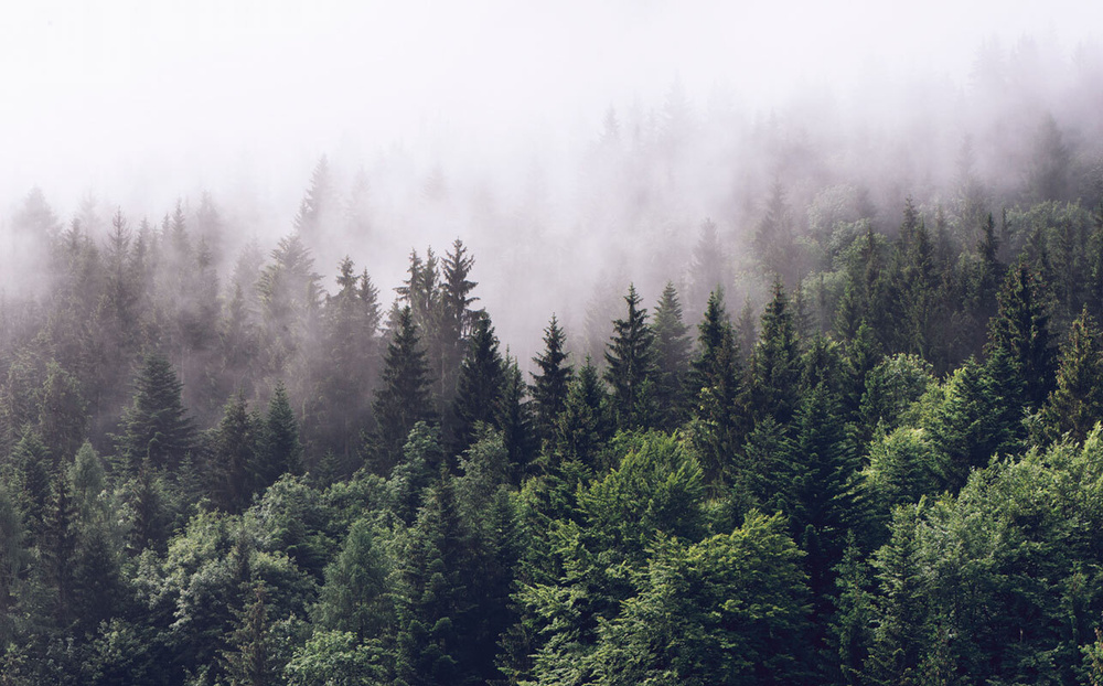Фотообои флизелиновые на стену 3д GrandPik 2082 "Горный лес в тумане" (ШхВ), 450х280 см  #1