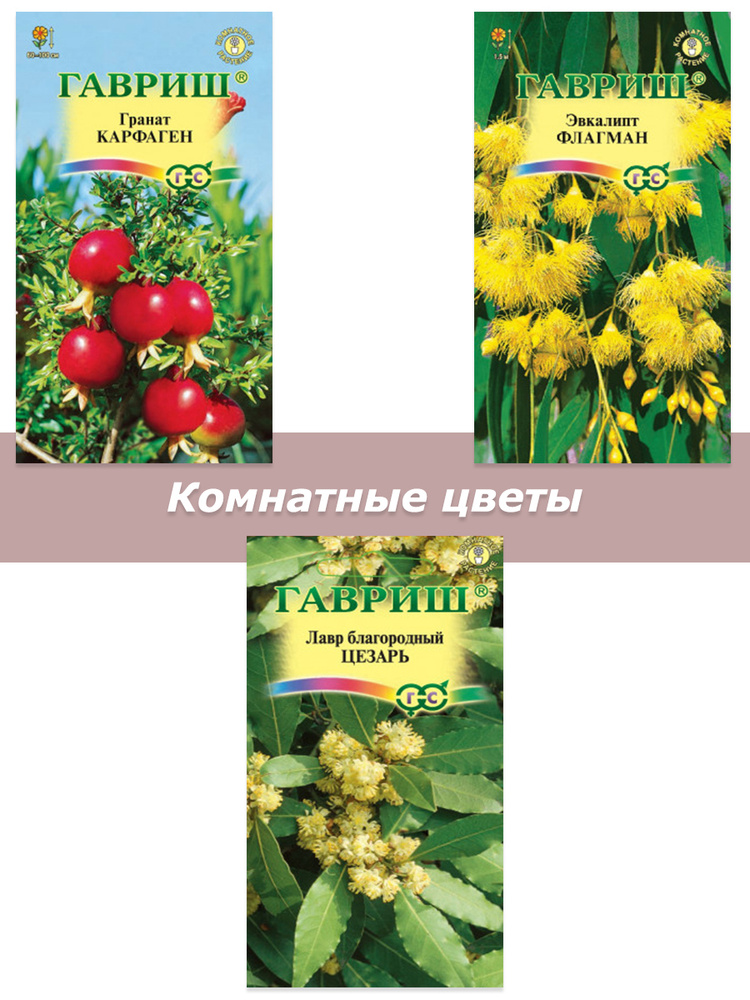 Набор семян, семена комнатных цветов Эвкалипт, Гранат, Лавр  #1
