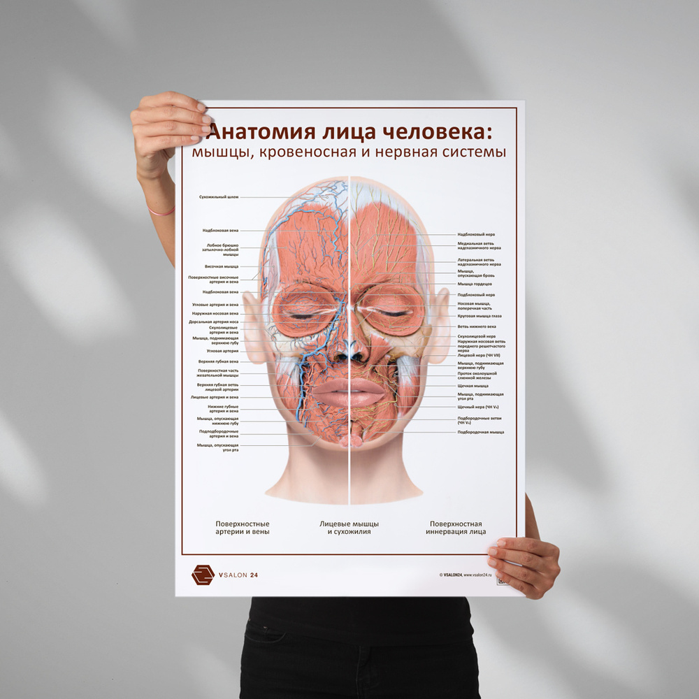 Плакат Анатомия лица человека: мышцы, кровеносная и нервная системы в кабинет косметолога в формате А1 #1