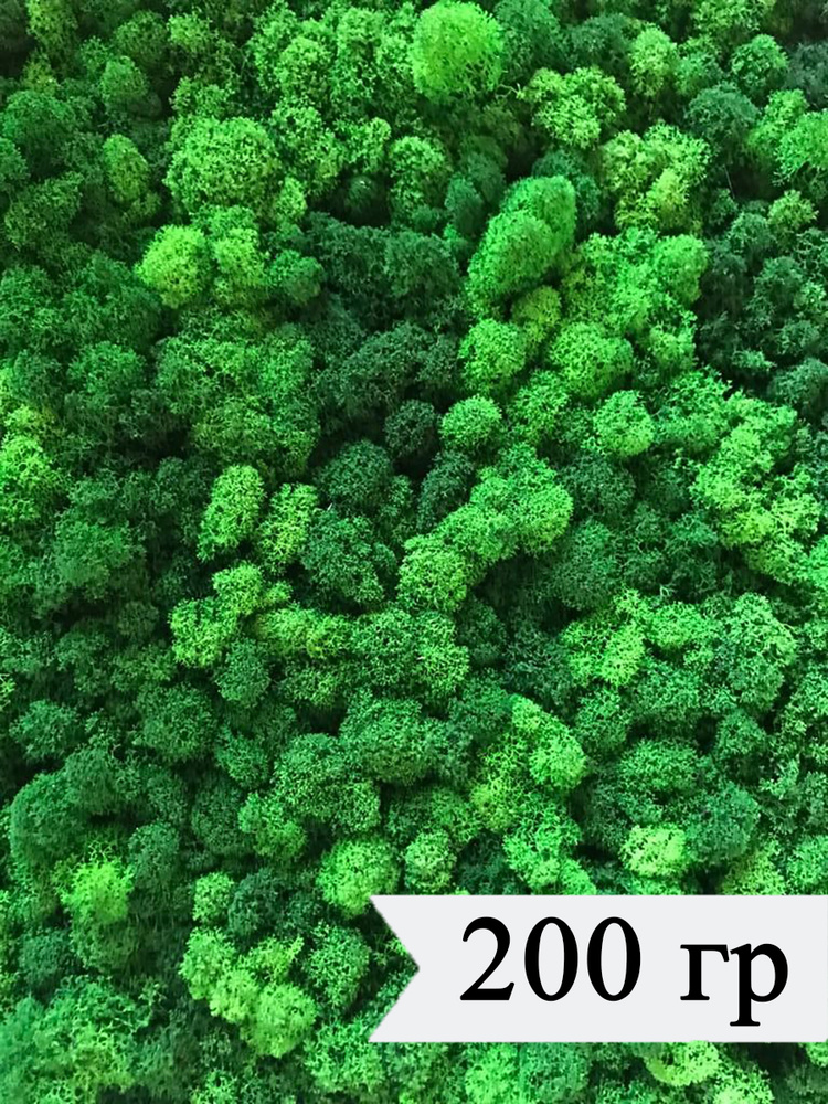 Стабилизированный мох ягель 200 гр цвет зеленый живой лесной мох для декора, озеленения и дизайна, лишайник, #1
