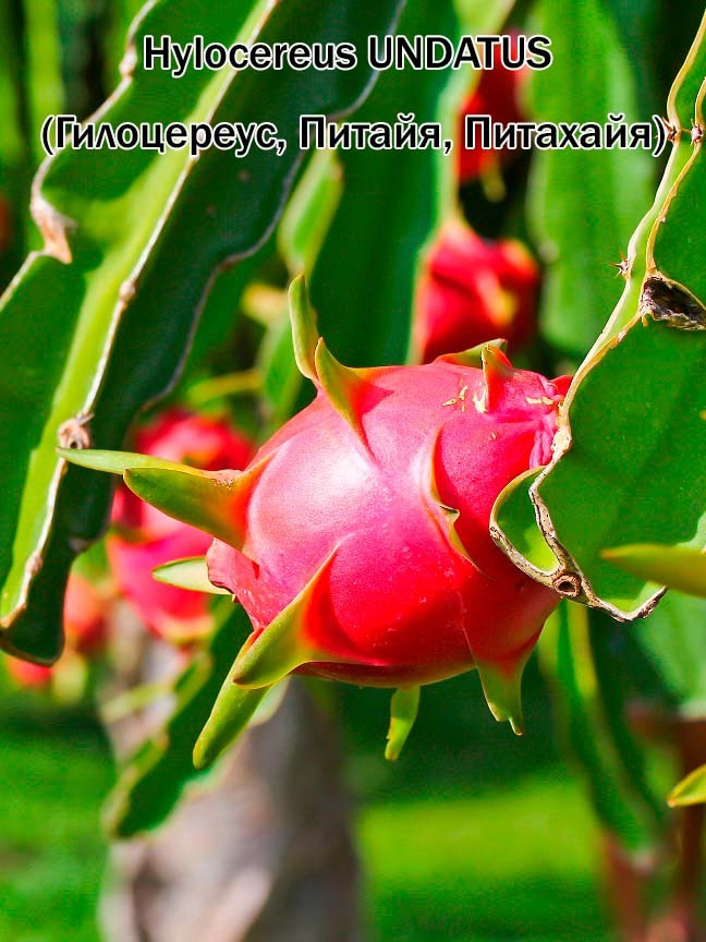 Питхайя (Питайя, Драконов фрукт, Земляничная груша, Цветок ночи) набор для выращивания (семена, грунт, #1