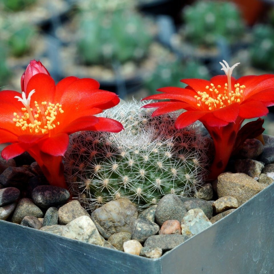 Суккулент Кактус Rebutia senilis VG-1098 семена (10 ШТ) #1