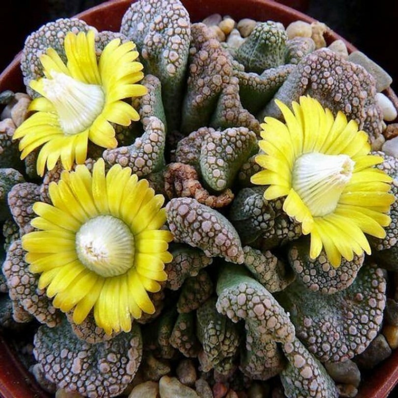 Суккулент Titanopsis calcarea семена (10 ШТ) #1